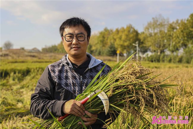 最新旱稻品种，潜力之星重塑农业格局