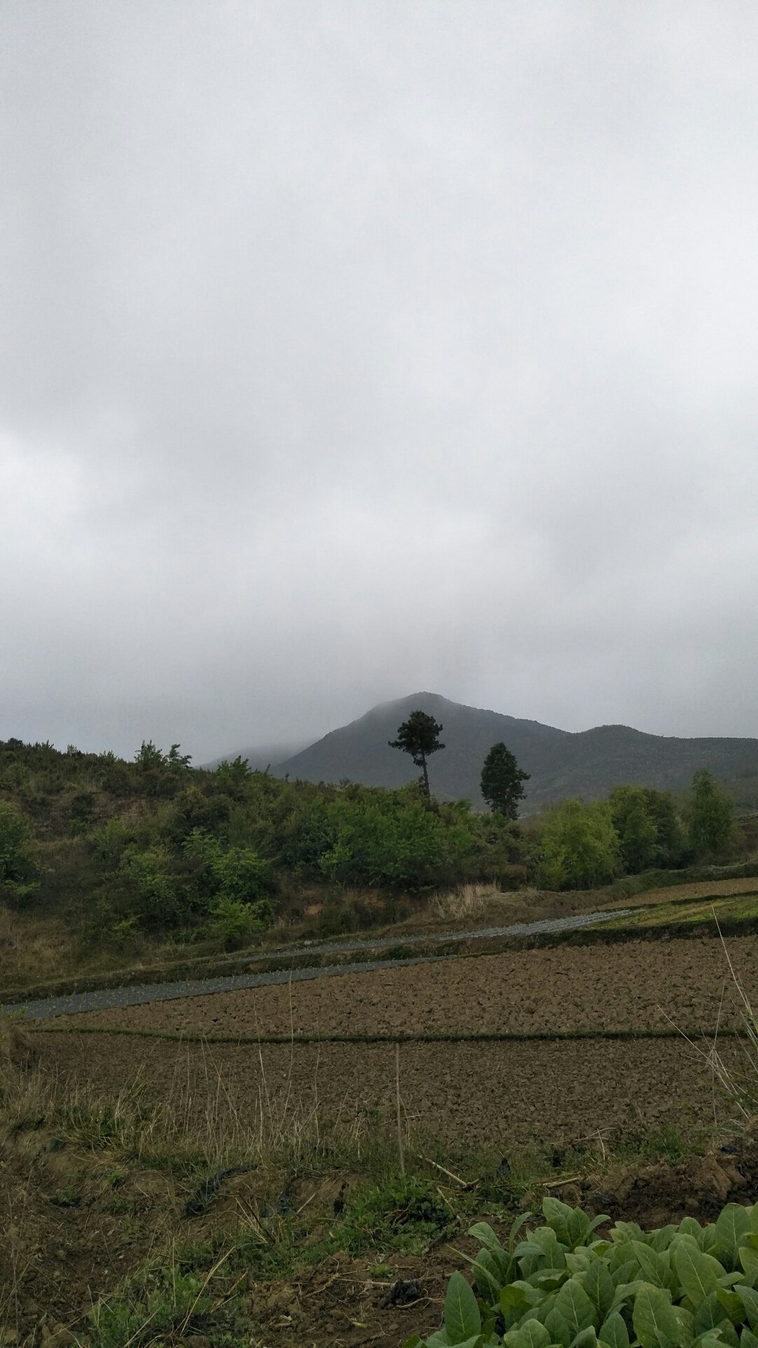 田铺乡最新天气预报概览