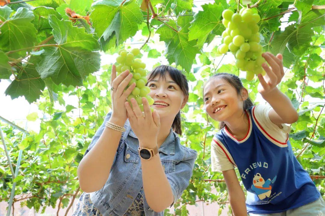 智号村委会最新发展规划揭秘